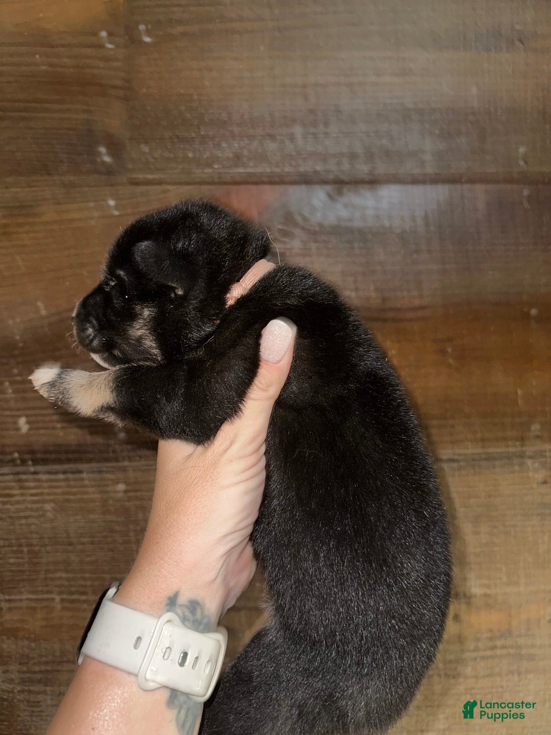 Gerberian Shepsky dogs for sale: Prim - Image 3
