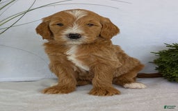 Goldendoodle dogs for sale: Parker - Image 6