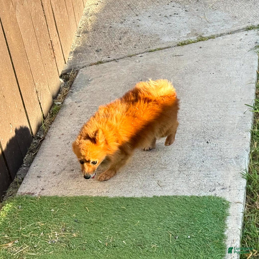 Pomeranian dogs for sale: Abbigail - Image 9