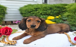 Miniature Dachshund dogs for sale: Dick - Image 10