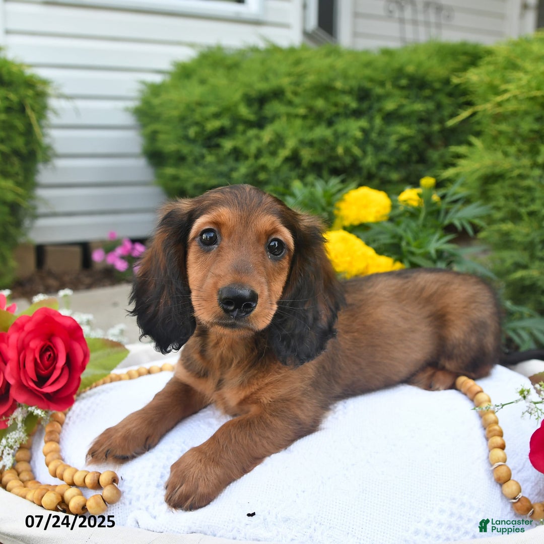 Miniature Dachshund dogs for sale: Dick - Image 10