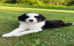 Australian Shepherd dogs for sale: Zena H3 - Image 12