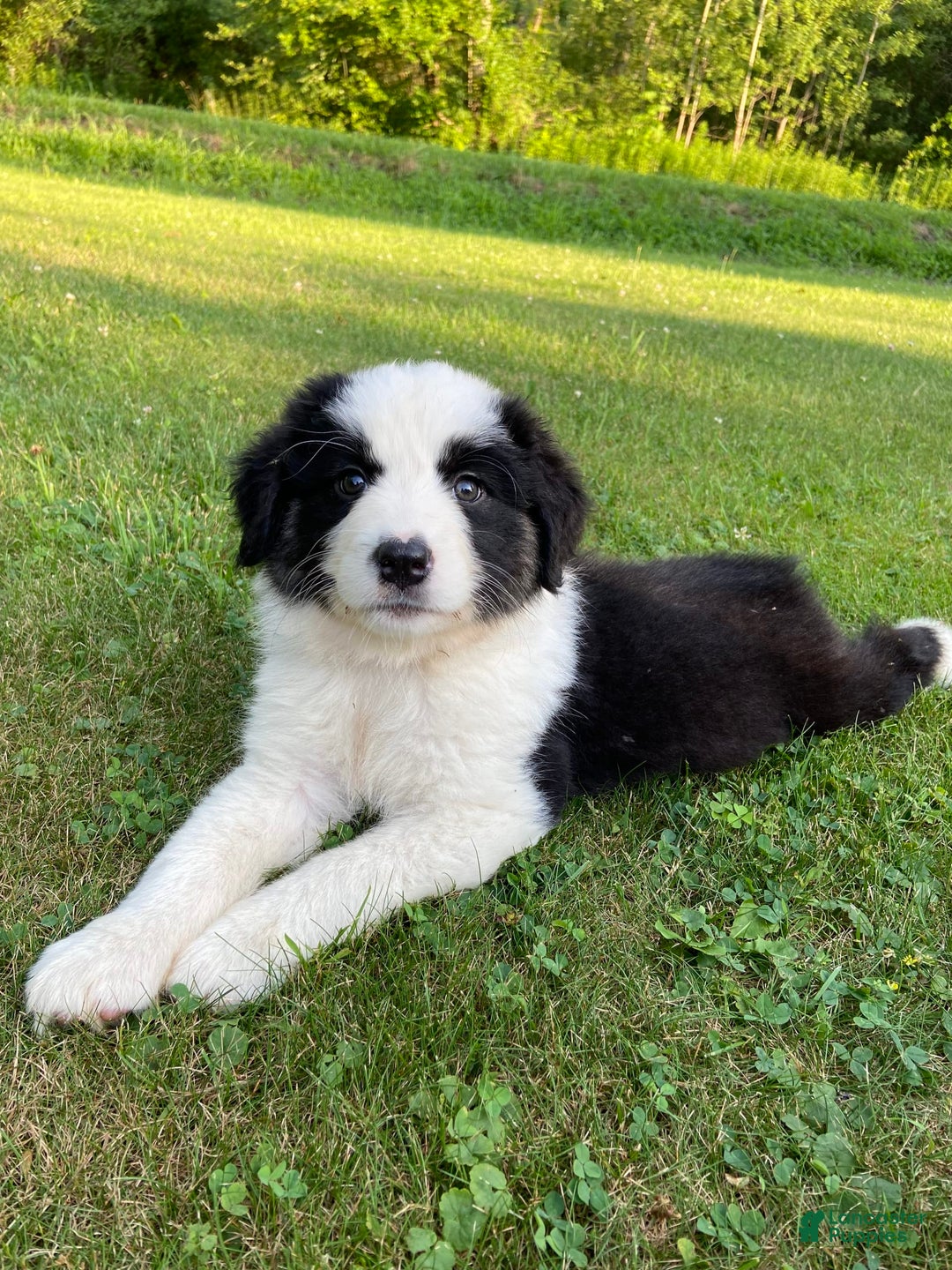 Australian Shepherd dogs for sale: Zena H3 - Image 12