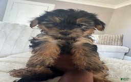 Yorkshire Terrier dogs for sale: Diva - Image 1