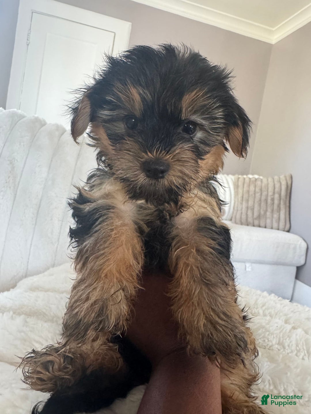 Yorkshire Terrier dogs for sale: Diva - Image 1