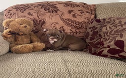 Boston Terrier dogs for sale: Harris - Image 4