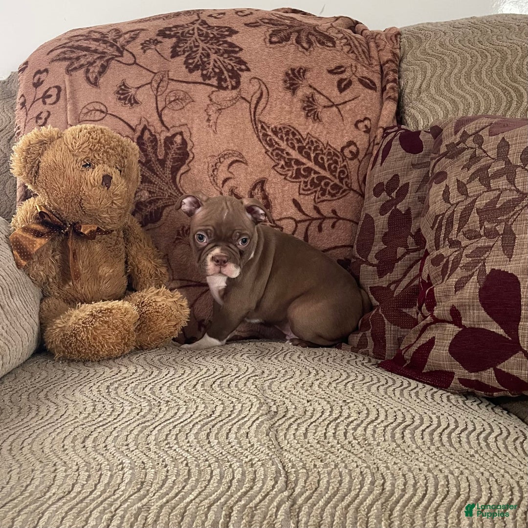 Boston Terrier dogs for sale: Harris - Image 4