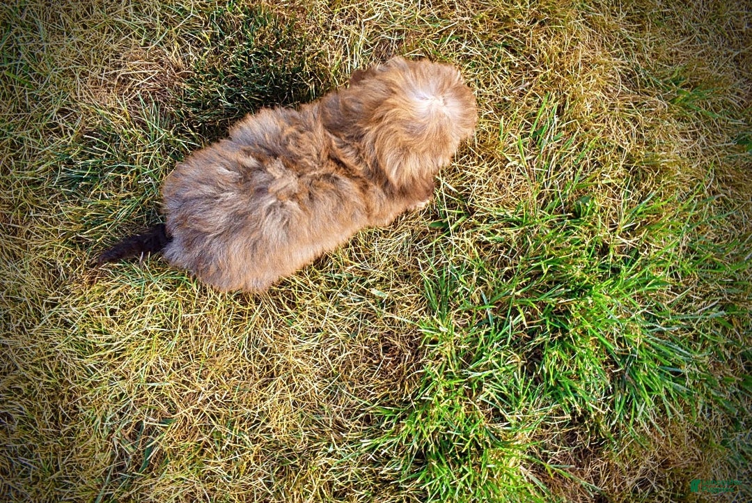 Havapoo dogs for sale: Jazzy - Image 6