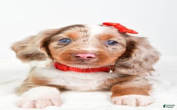 Miniature Dachshund dogs for sale: Miniature Dachshund 3 puppies - Image 8