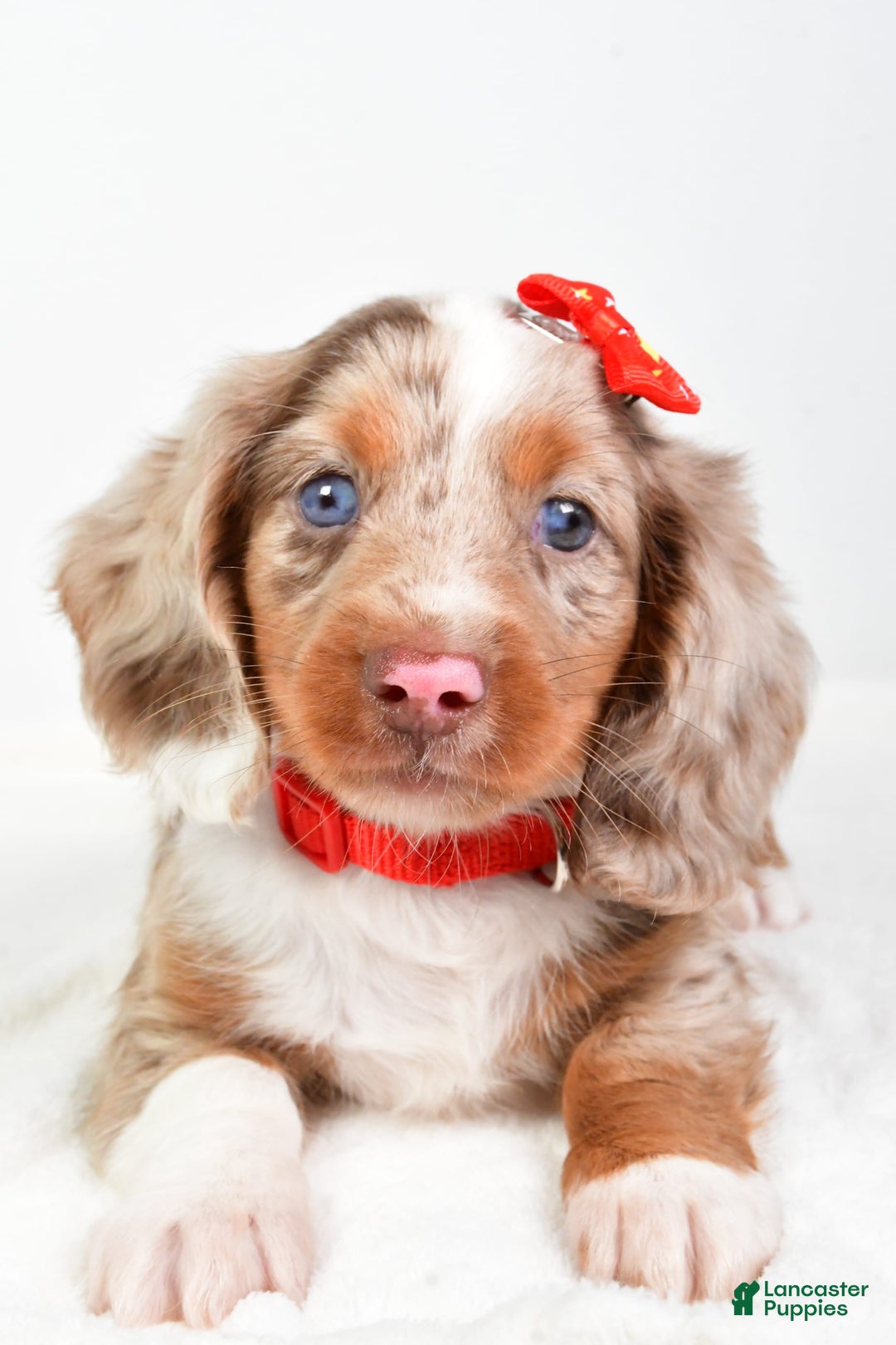 Miniature Dachshund dogs for sale: Miniature Dachshund 3 puppies - Image 8