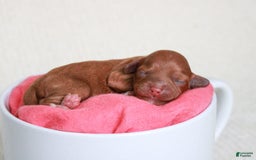 Cavapoo dogs for sale: Hollibee - Image 4