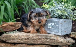 Yorkshire Terrier dogs for sale: Starsky - Image 1