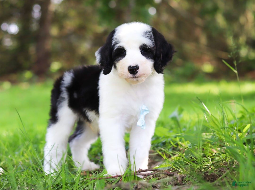 Sheepadoodle dogs for sale: Everett - Image 5