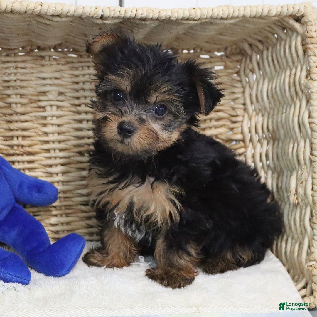 Yorkshire Terrier dogs for sale: Barkis - Extra Small - Image 2