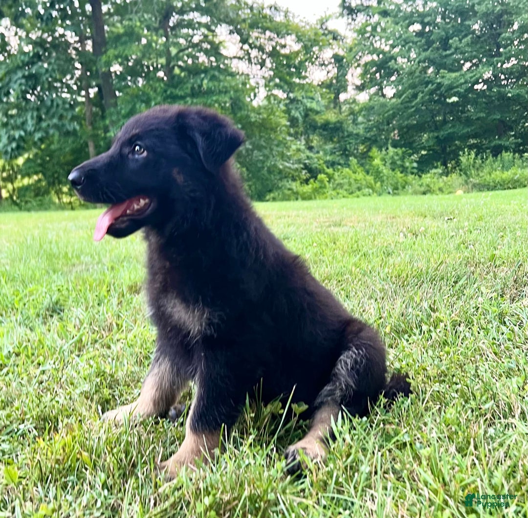 German Shepherd dogs for sale: Liberty - Image 7