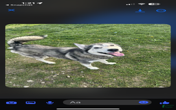 Siberian Husky dogs for sale: Apollo - Image 4