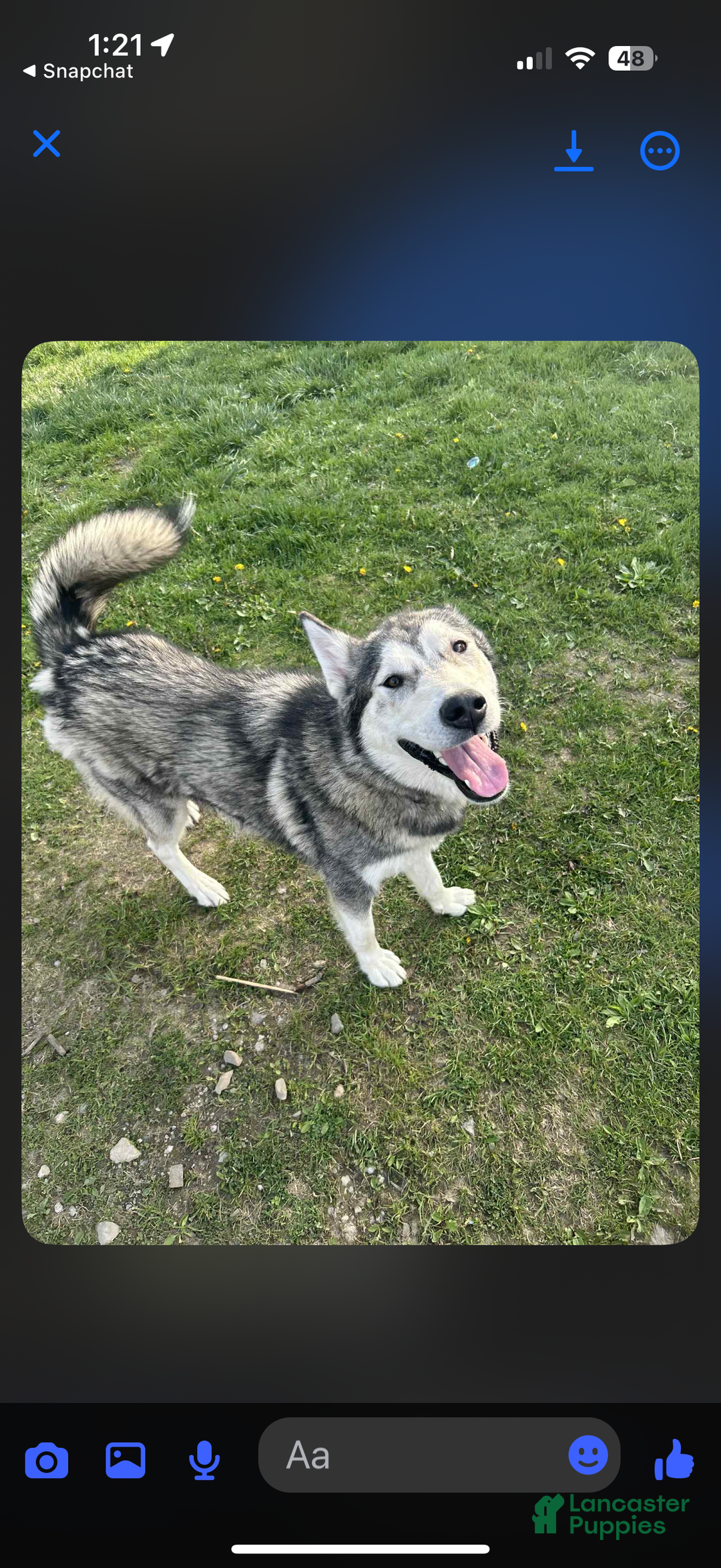 Siberian Husky dogs for sale: Apollo - Image 4