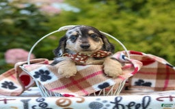 Miniature Dachshund dogs for sale: Ringo - Image 8