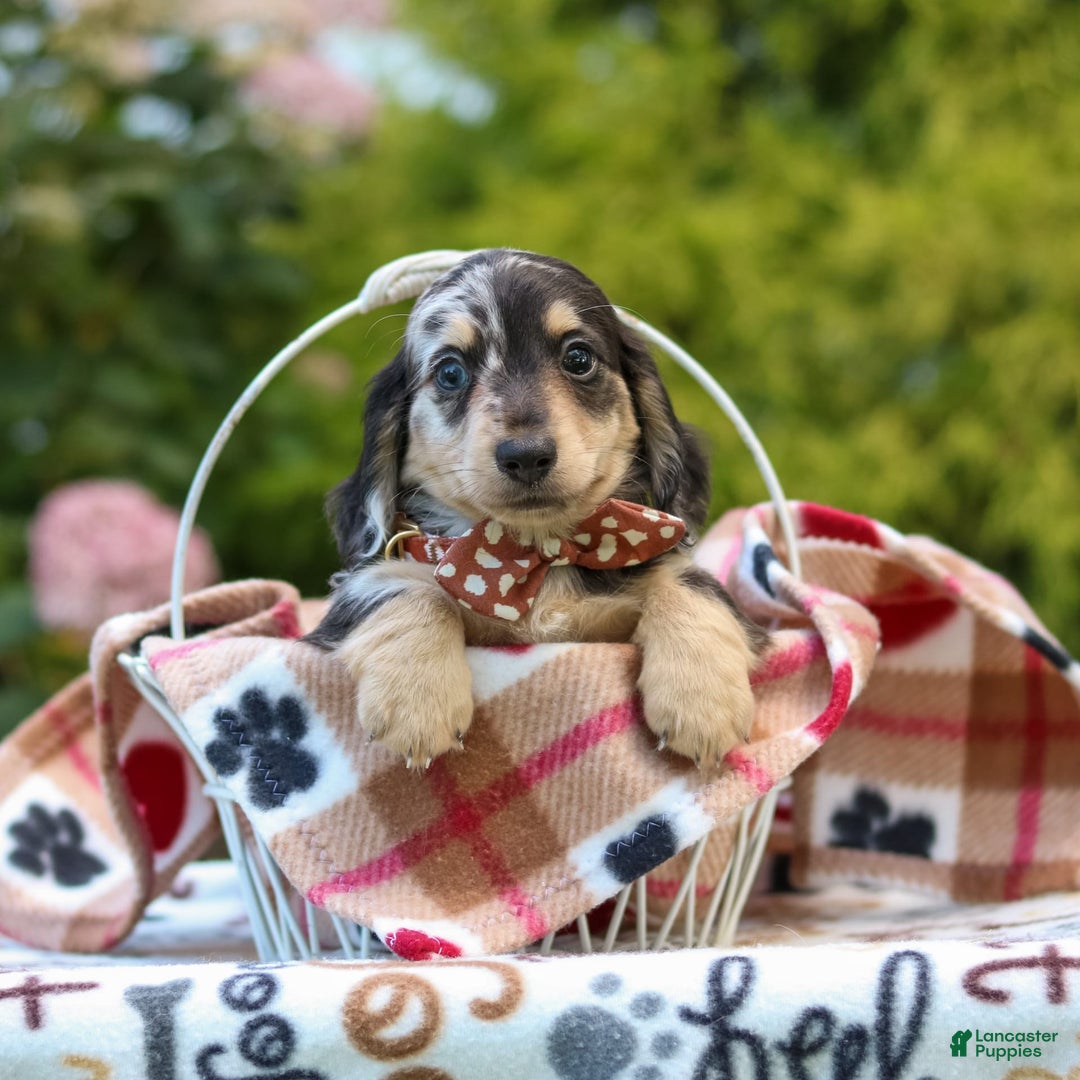Miniature Dachshund dogs for sale: Ringo - Image 8