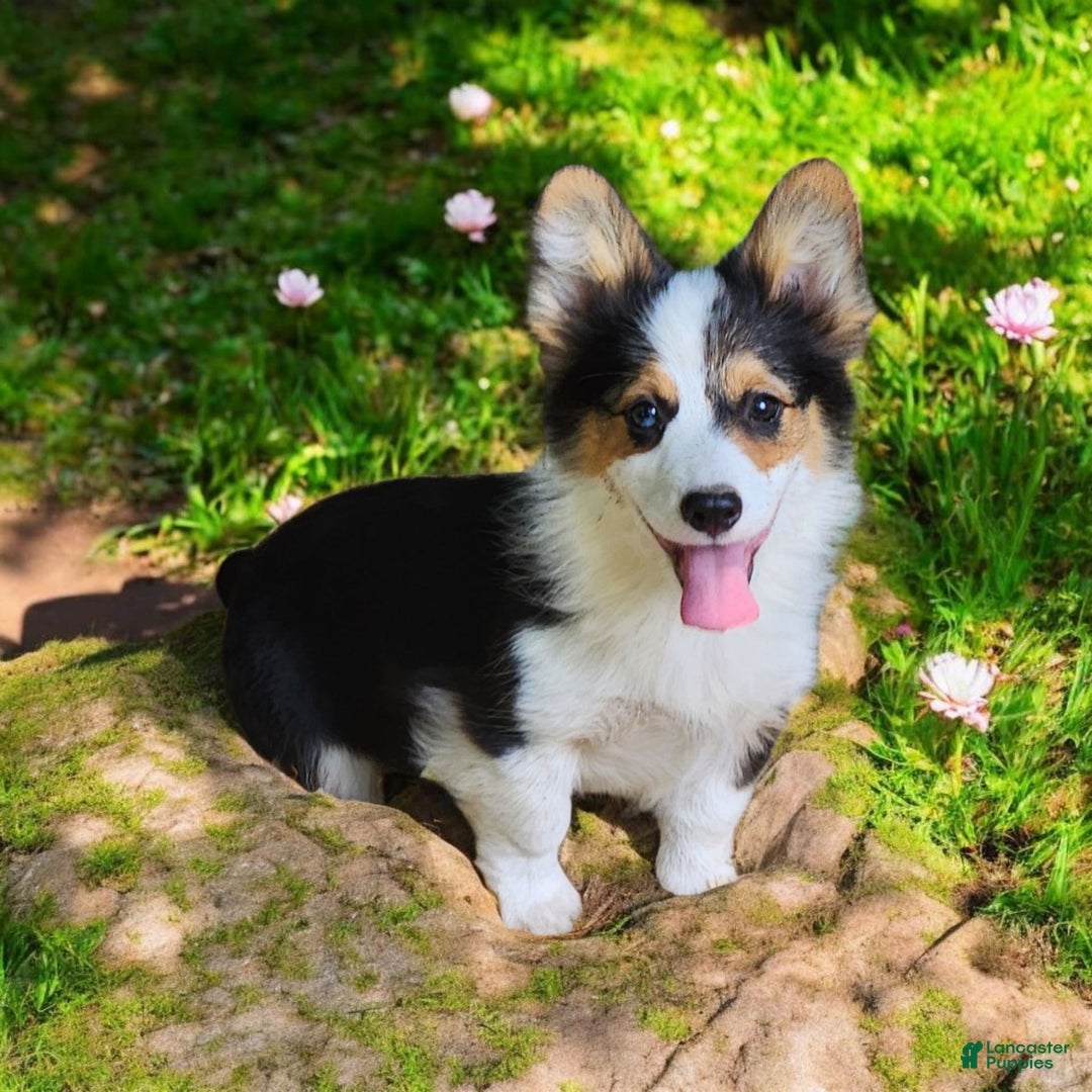 Welsh Corgi Pembroke dogs for sale: Tucker Fluffy - Image 24