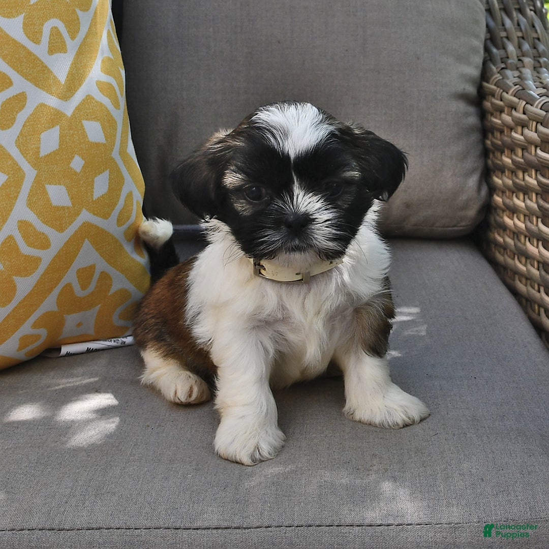 Shih Tzu dogs for sale: Bogart - Image 1
