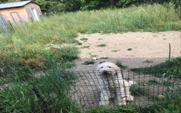 Standard Poodle dogs for sale: Riley James - Image 5