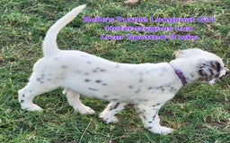 Dalmatian dogs for sale: Belles Purple Lua Liver Spotted Longcoat Girl - Image 1