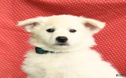 American Eskimo dogs for sale: Moonlight - Image 8