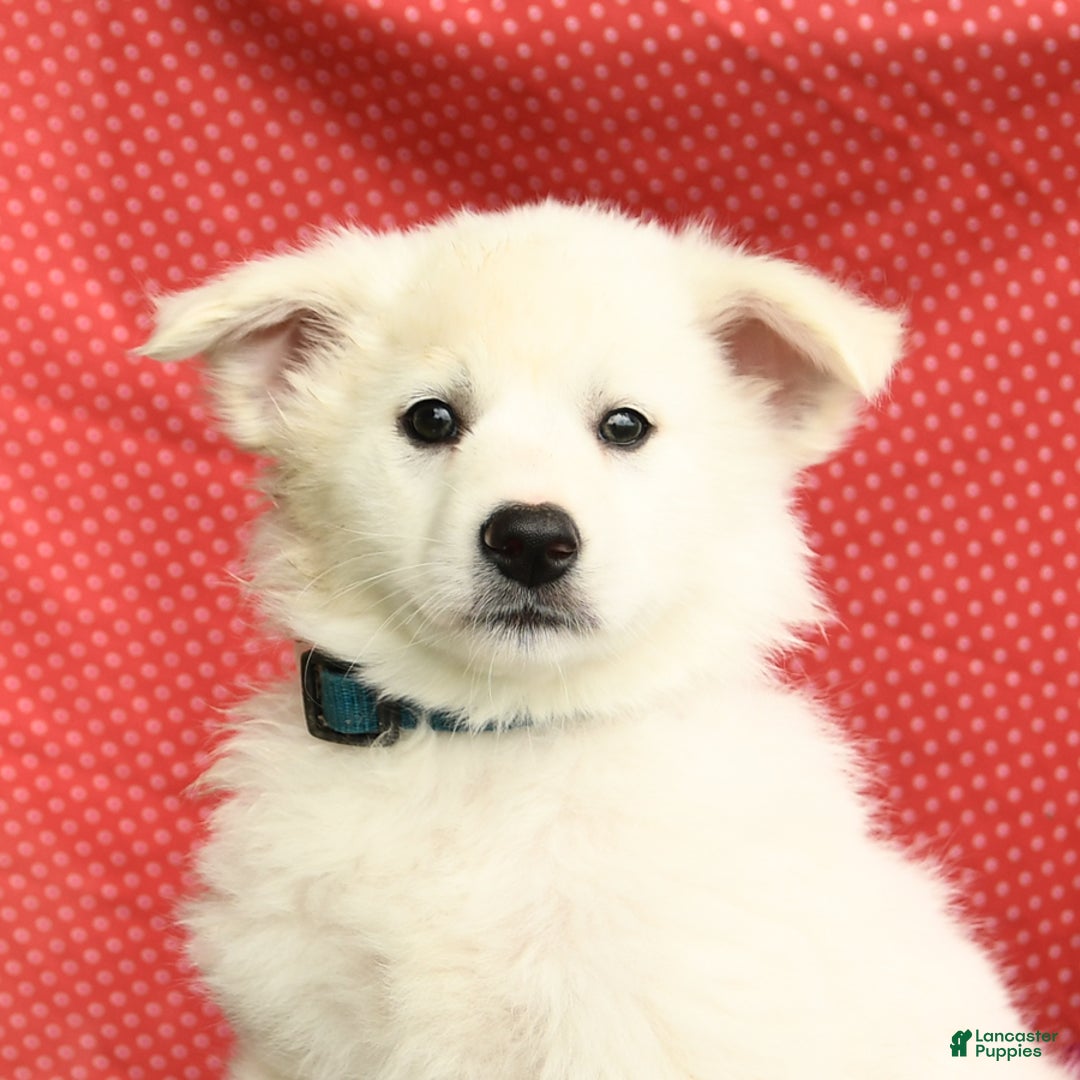 American Eskimo dogs for sale: Moonlight - Image 8