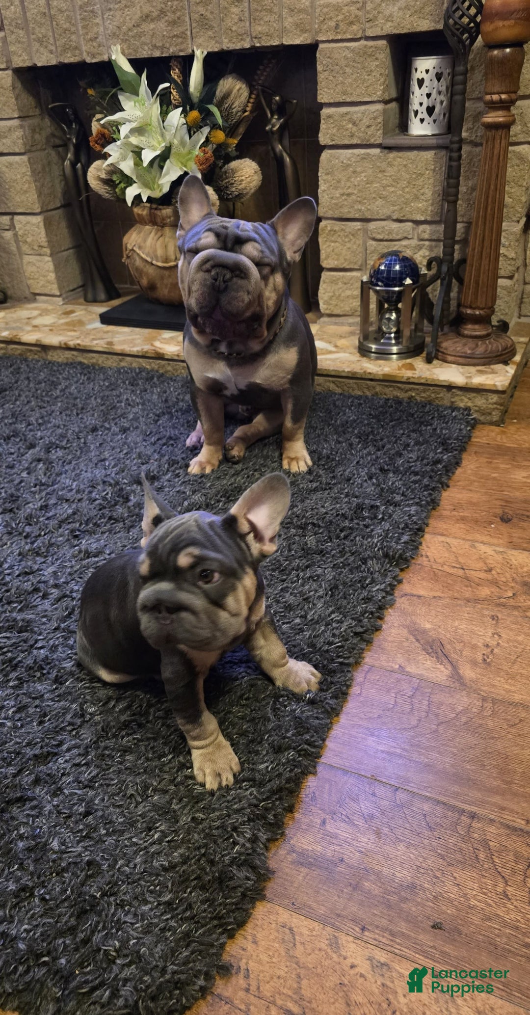 French Bulldog dogs for sale: Anni - Image 11