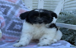 Miniature Poodle dogs for sale: Barry - Image 2