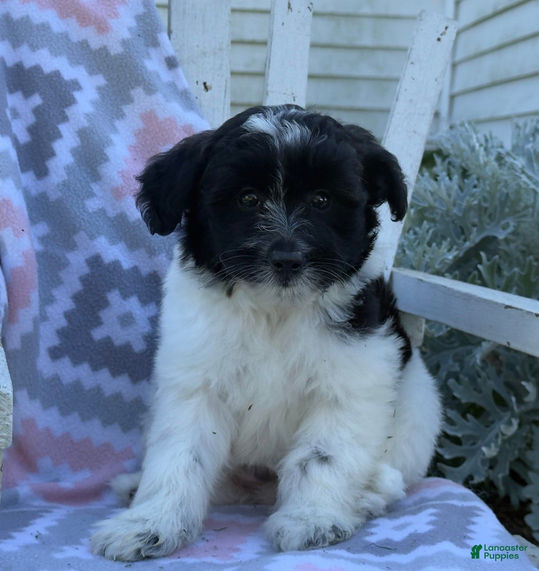Miniature Poodle dogs for sale: Barry - Image 2