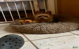 Yorkshire Terrier dogs for sale: Lacie - Image 5