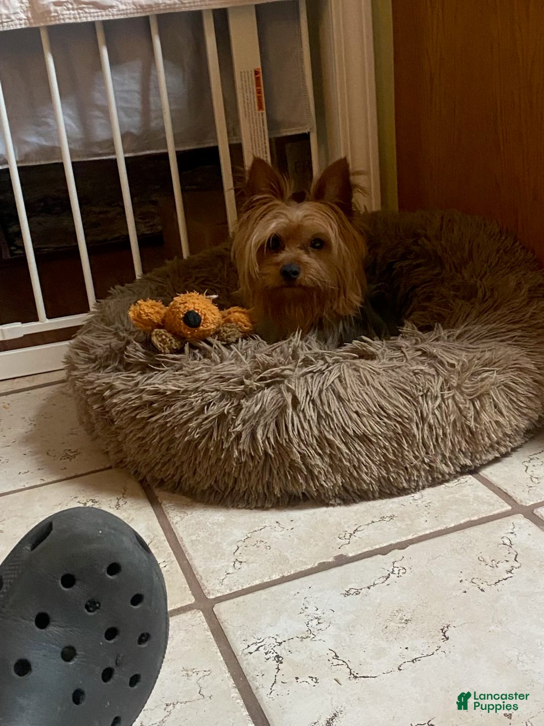 Yorkshire Terrier dogs for sale: Lacie - Image 5