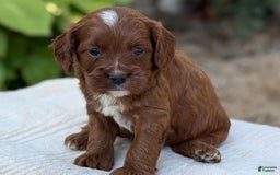 Cavapoo dogs for sale: Lincoln - Image 24