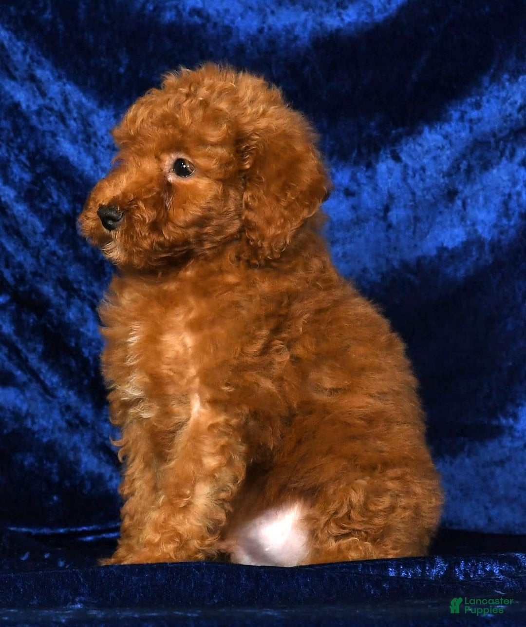 Mini Goldendoodle dogs for sale: Duke - Image 3