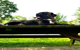 Boxer dogs for stud: Diesel - Image 5