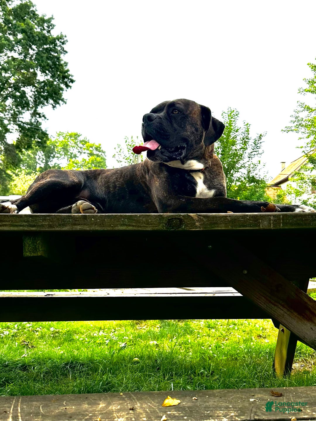 Boxer dogs for stud: Diesel - Image 5