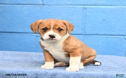 Australian Cattle Dog dogs for sale: Queen Annie - Image 3