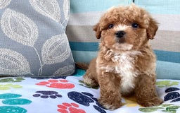 Havapoo dogs for sale: Havapoo 6 puppies - Image 3
