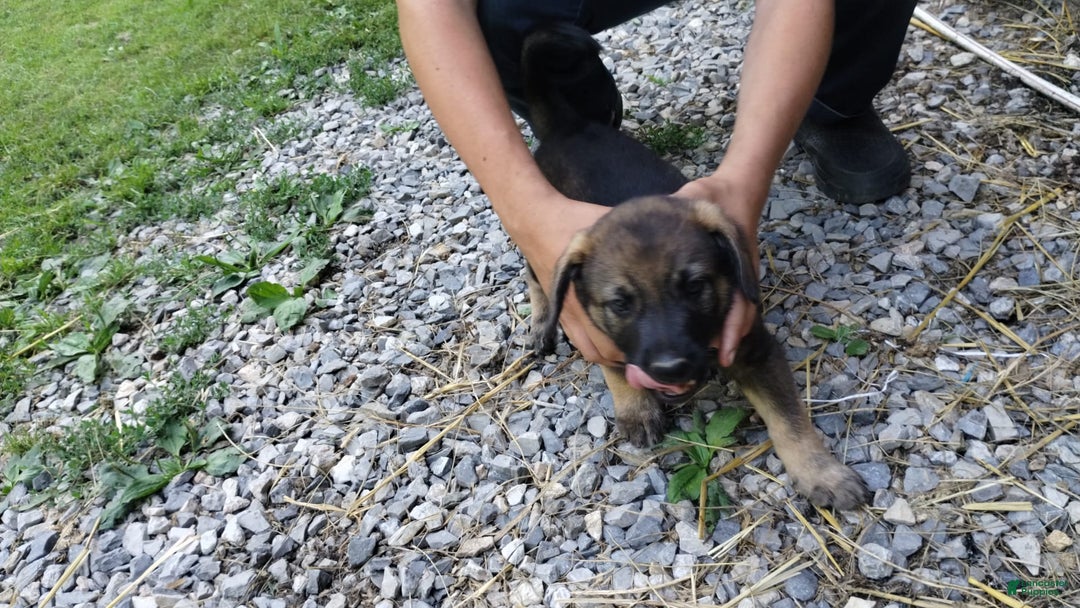 Norwegian Elkhound dogs for sale: Roscoe - Image 4