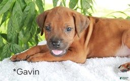 Rhodesian Ridgeback dogs for sale: Gavin - Image 6