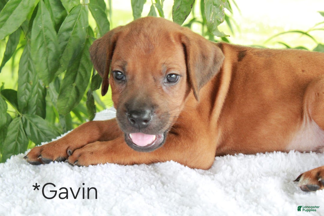 Rhodesian Ridgeback dogs for sale: Gavin - Image 6