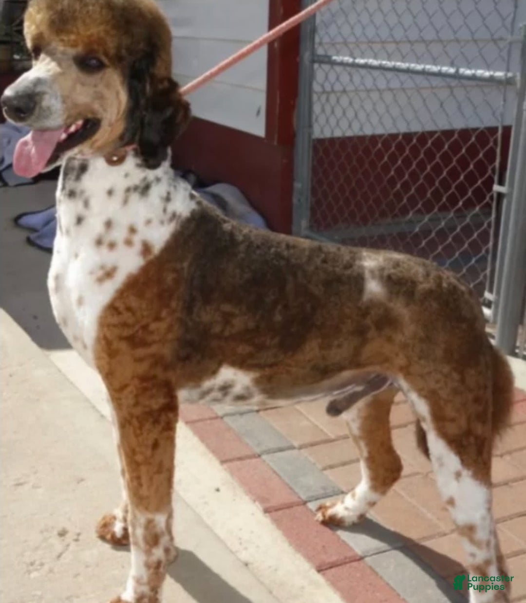 Standard Poodle dogs for sale: Josie - Image 7