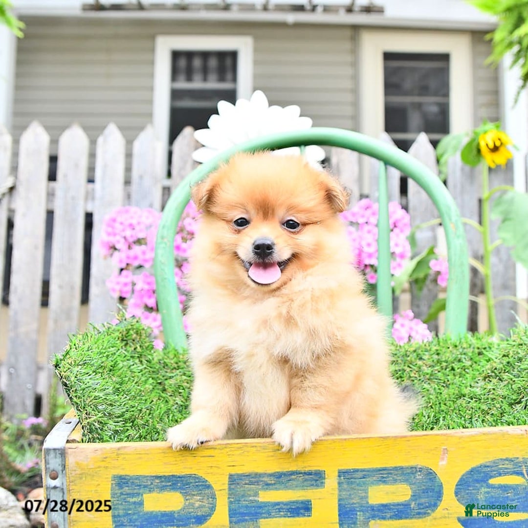 Pomeranian dogs for sale: Carson - Image 3