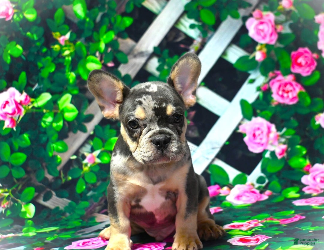 French Bulldog dogs for sale: Arlo - Image 8