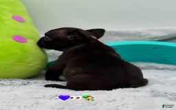 French Bulldog dogs for sale: Nova - Image 1