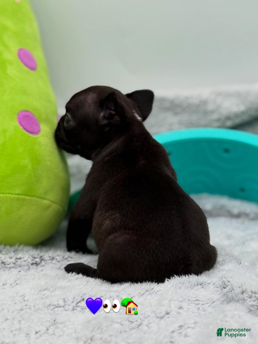 French Bulldog dogs for sale: Nova - Image 1
