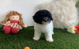 Toy Poodle dogs for sale: Jaydon - Image 2