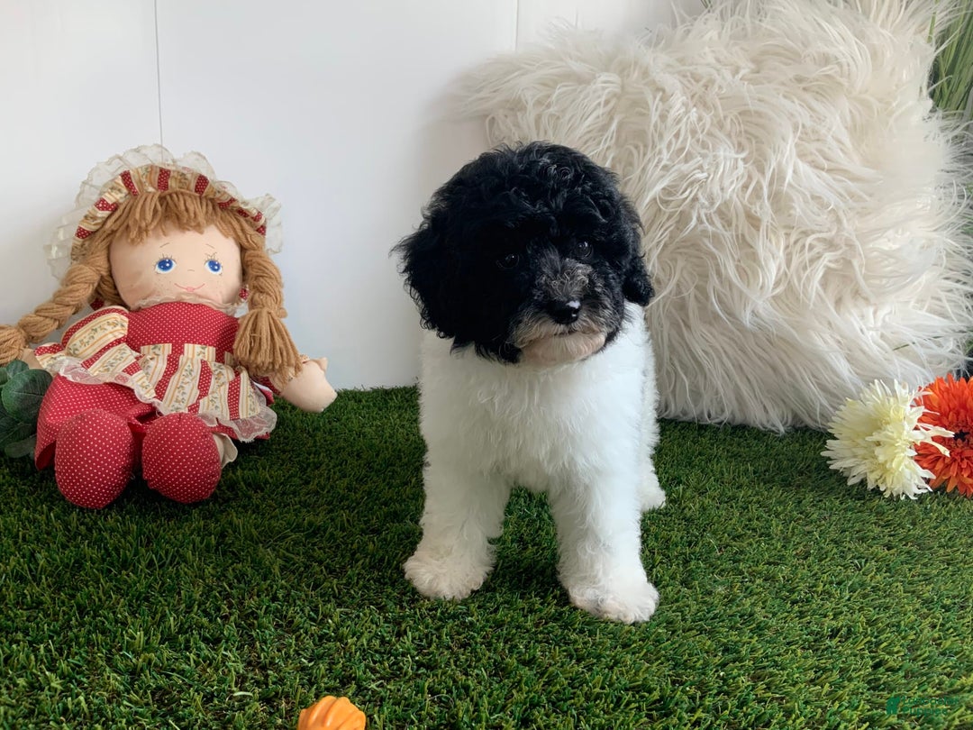 Toy Poodle dogs for sale: Jaydon - Image 2